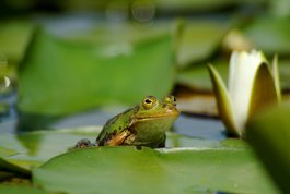 Parki i ogrody ziemi wieluńskiej - Załęczański Park Krajobrazowy - jeden z najpiękniejszych parków w Polsce, bo otulający zakole Warty